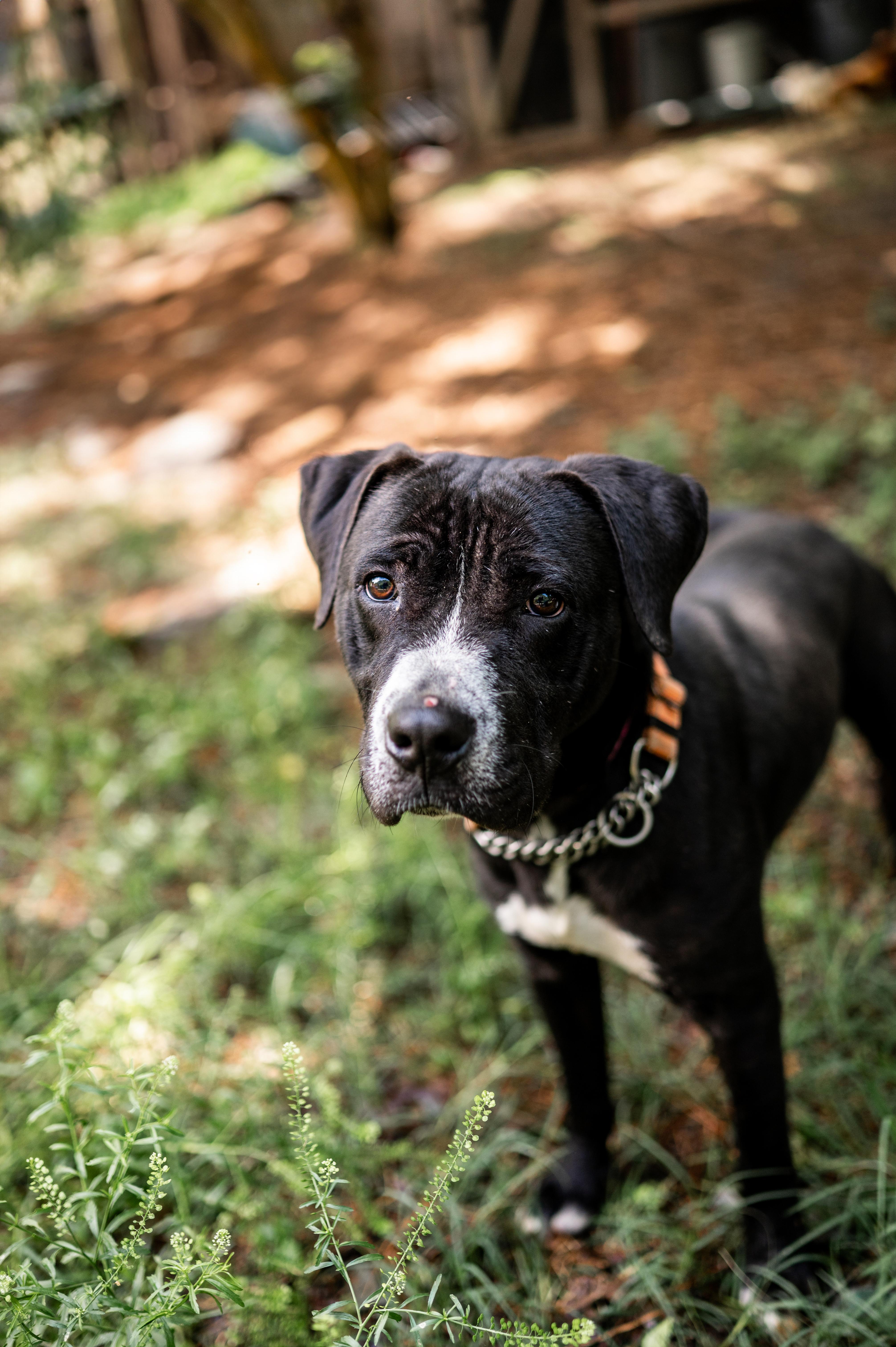 Scooby, Adult Male Black Labrador Retriever