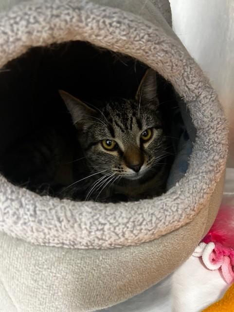 Enlarge BUG, a Adoptable Domestic Short Hair in Fort Walton Beach, FL image 2/2