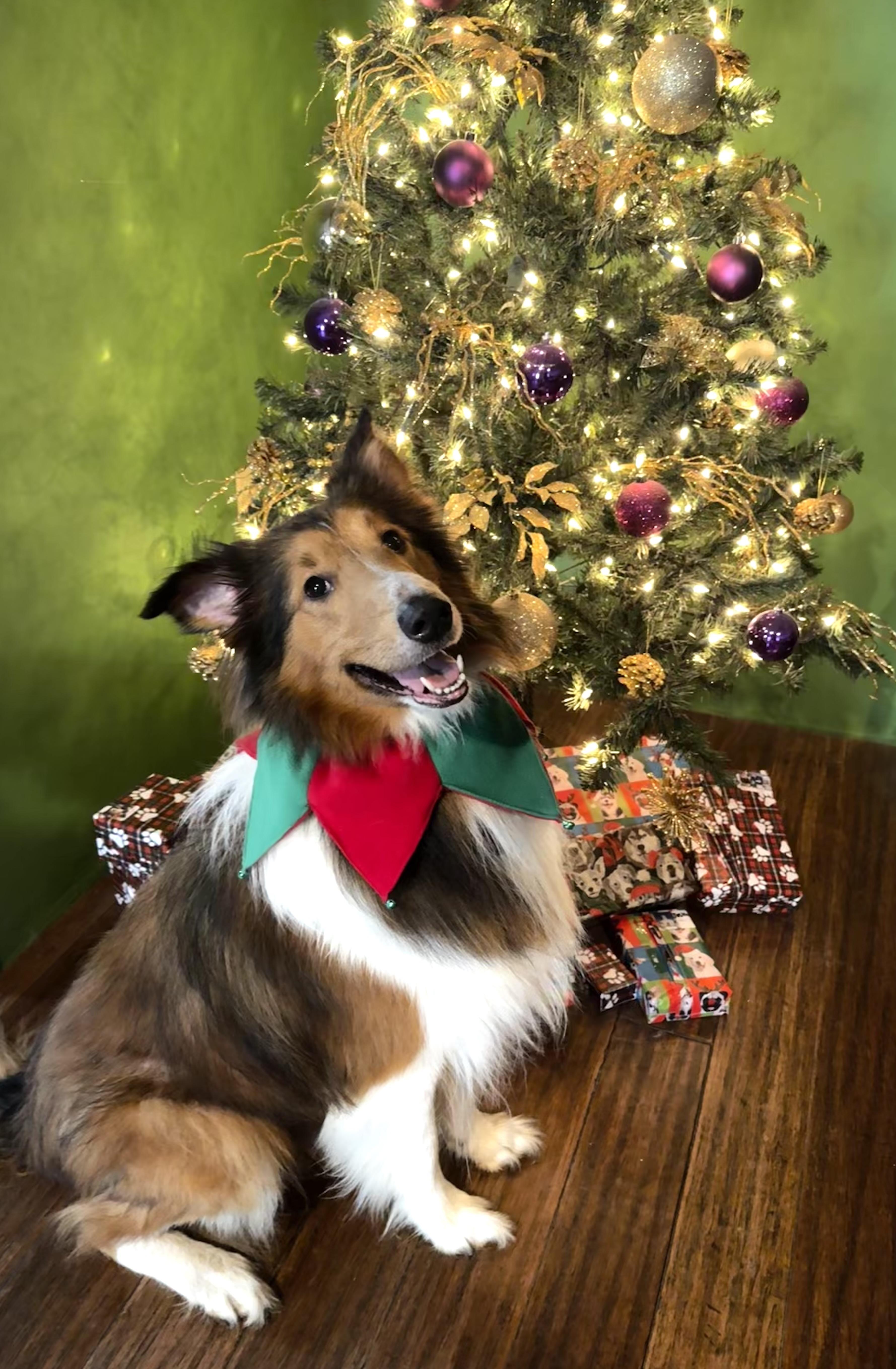 Enlarge Scout, a Adoptable Rough Collie in Elyria, OH image 1/6