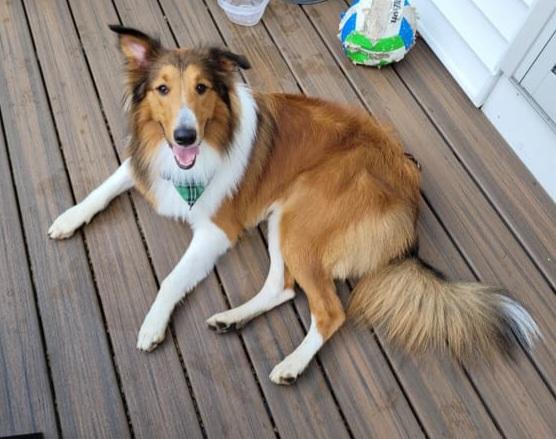 Enlarge Scout, a Adoptable Rough Collie in Elyria, OH image 2/6
