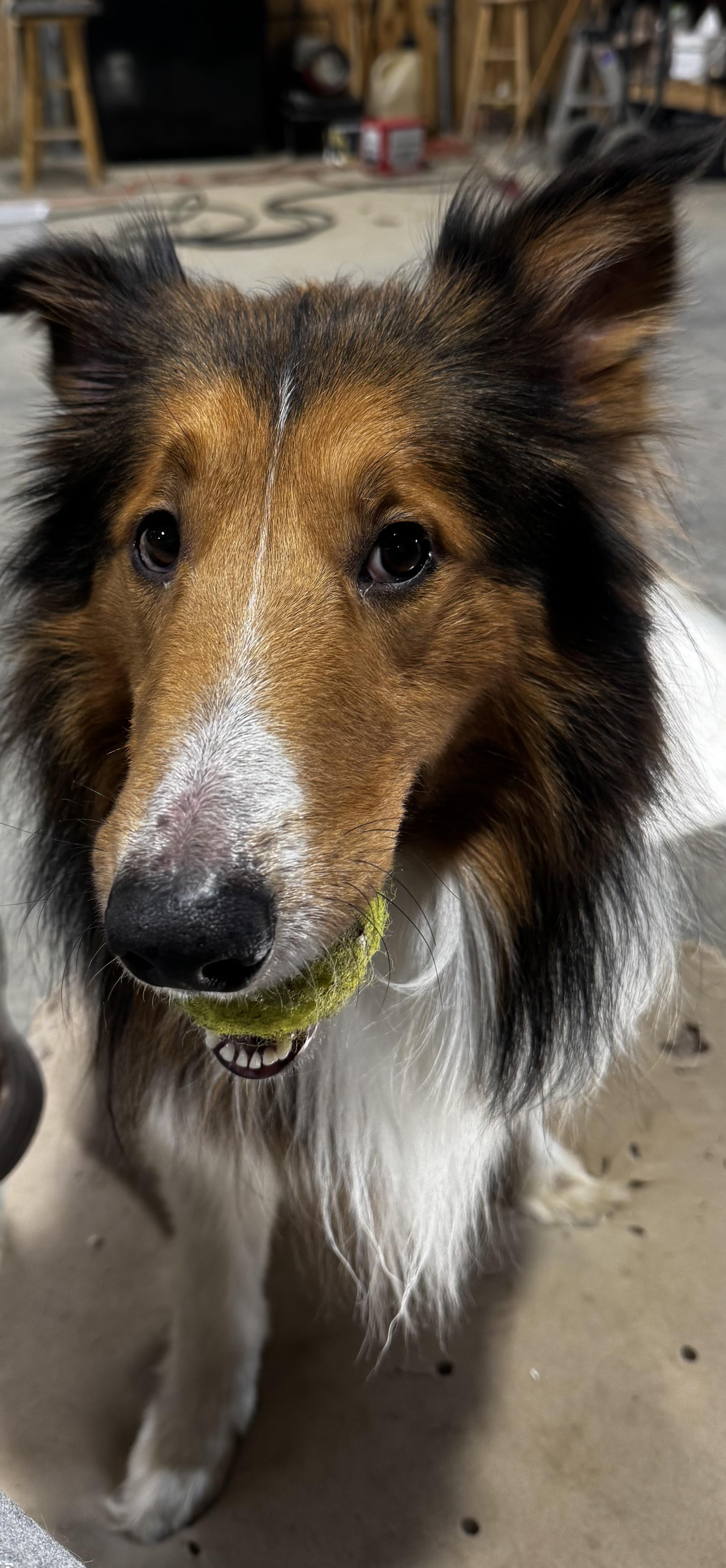 Enlarge Scout, a Adoptable Rough Collie in Elyria, OH image 3/6