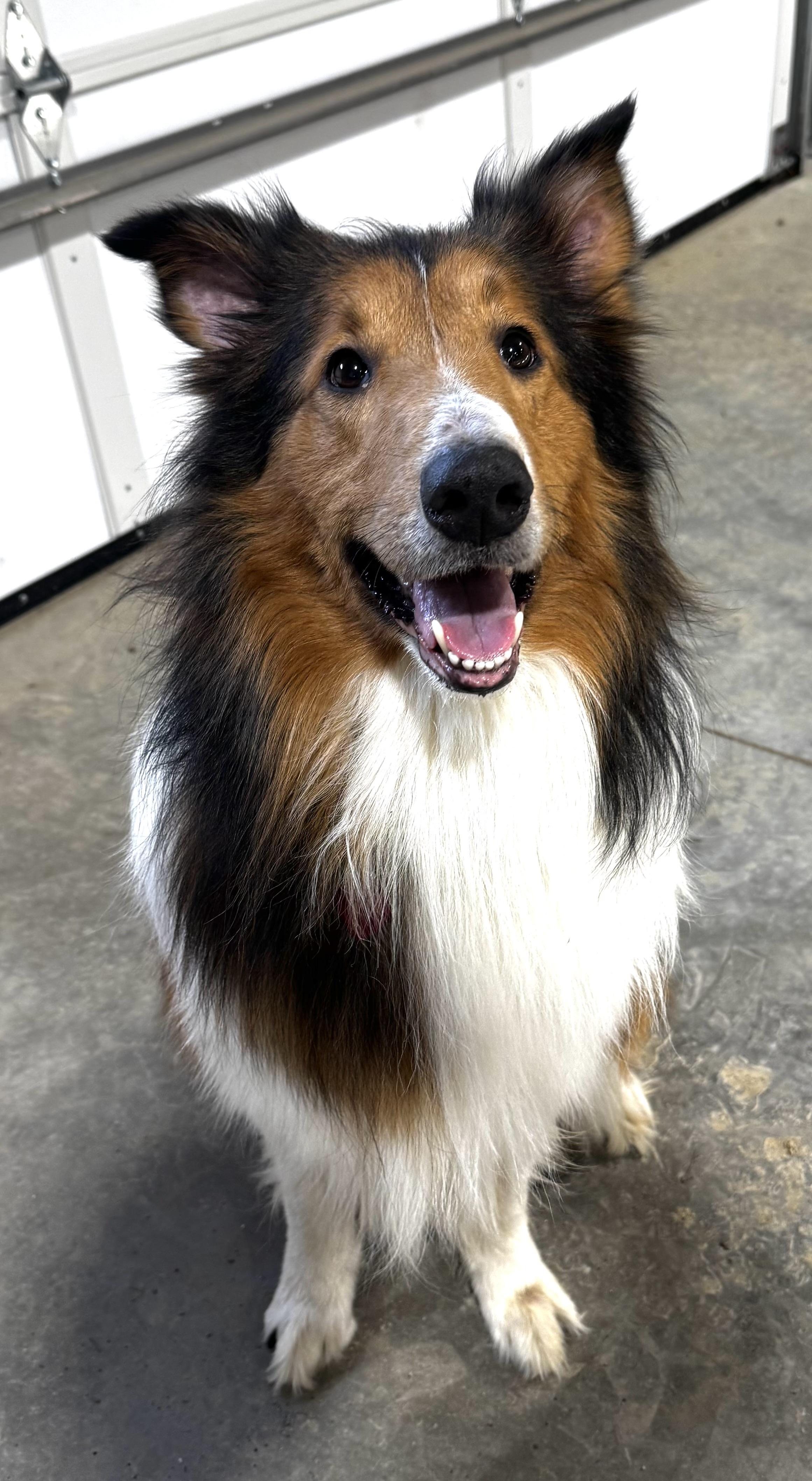 Enlarge Scout, a Adoptable Rough Collie in Elyria, OH image 4/6
