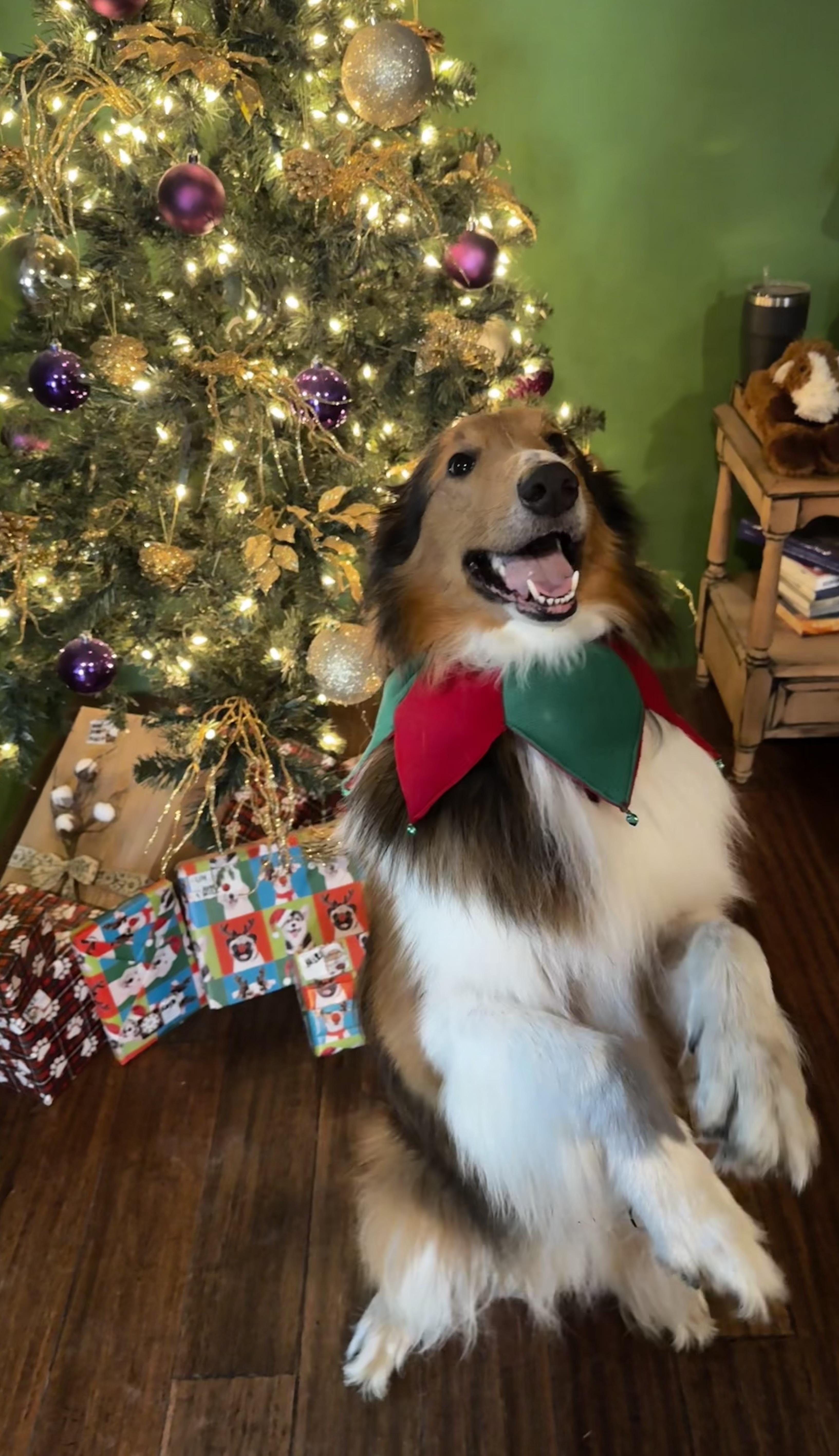 Enlarge Scout, a Adoptable Rough Collie in Elyria, OH image 5/6