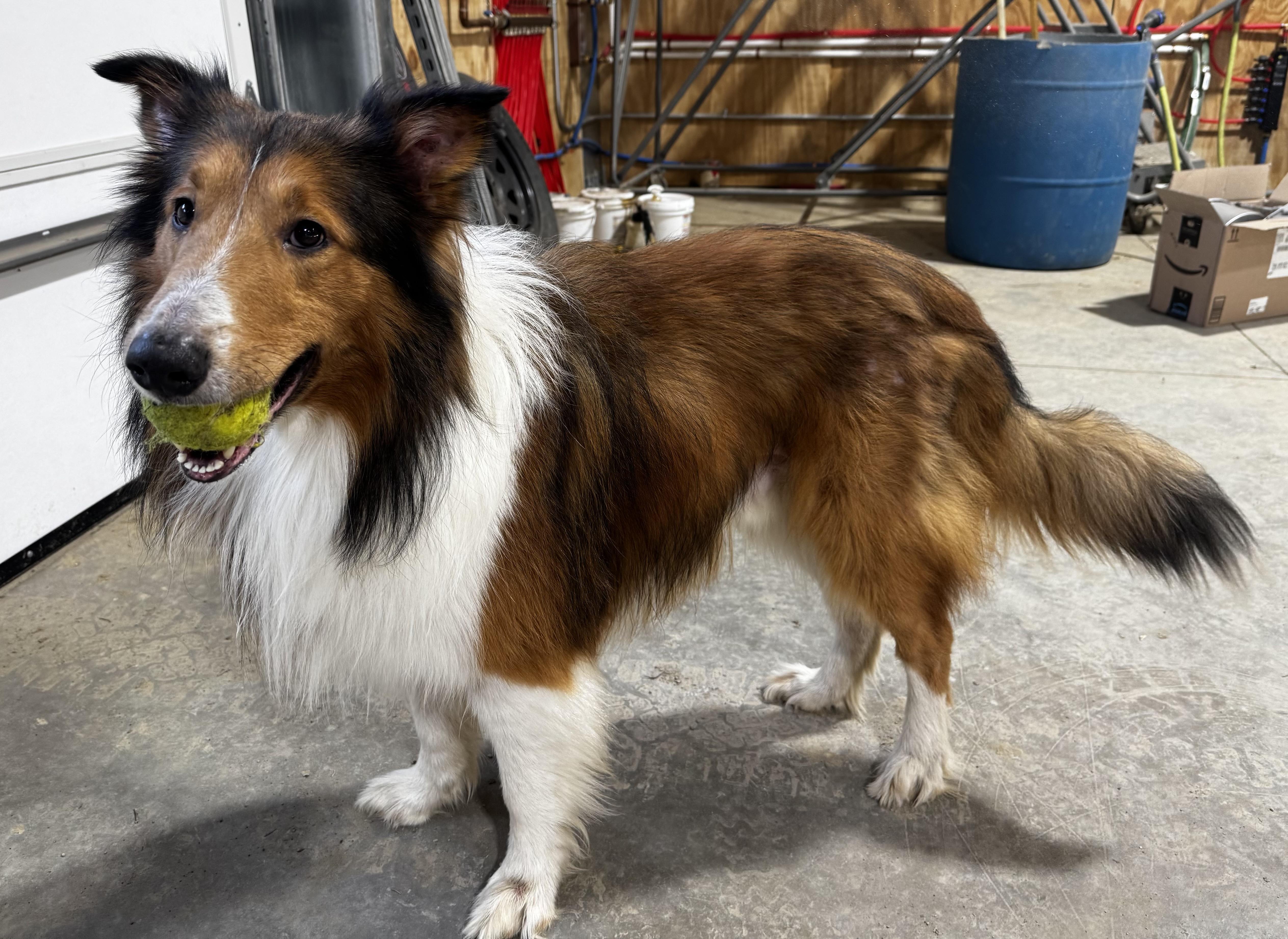 Enlarge Scout, a Adoptable Rough Collie in Elyria, OH image 6/6