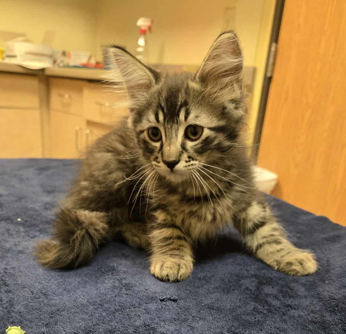 Bob, an adoptable Domestic Medium Hair in Larned, KS, 67550 | Photo Image 1