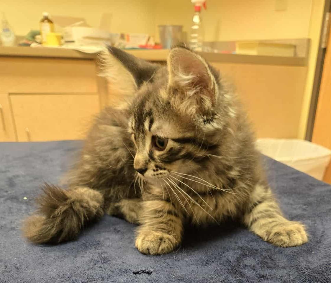 Bob, an adoptable Domestic Medium Hair in Larned, KS, 67550 | Photo Image 3