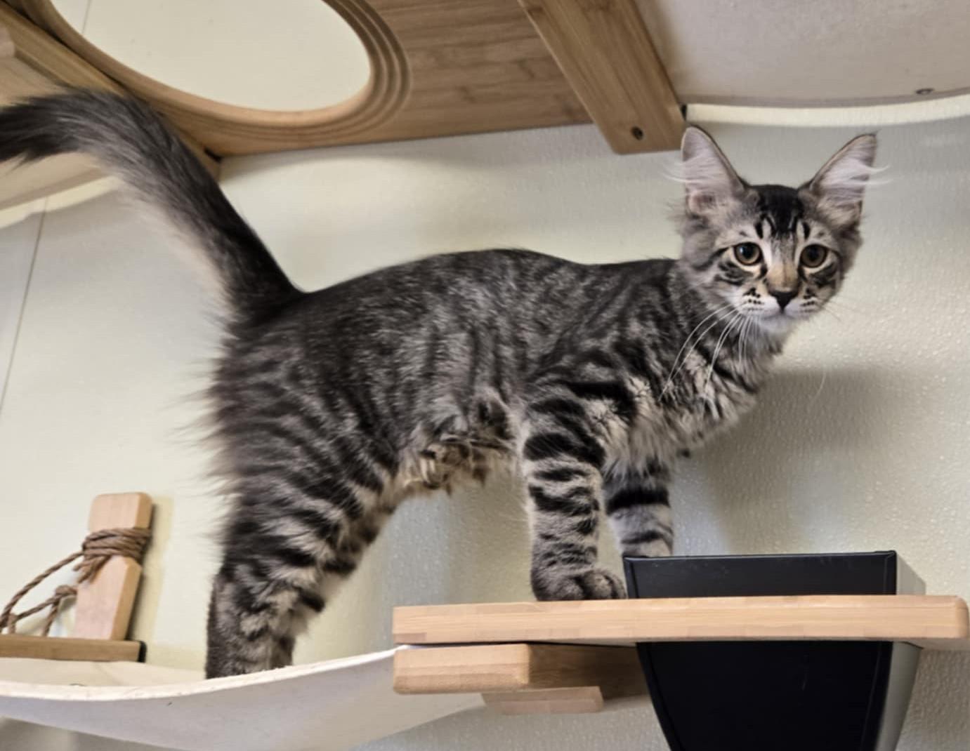 Bob, an adoptable Domestic Medium Hair in Larned, KS, 67550 | Photo Image 1