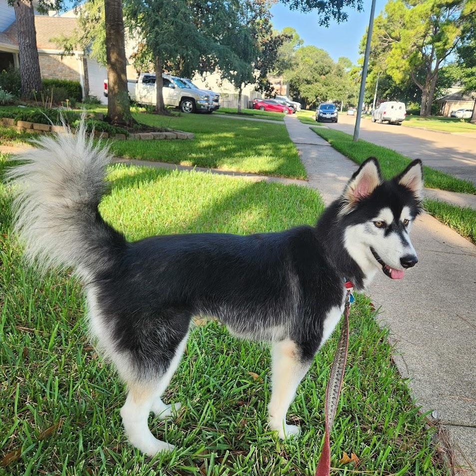 Enlarge Ruby, a Adoptable mixed breed in Houston, TX image 2/5