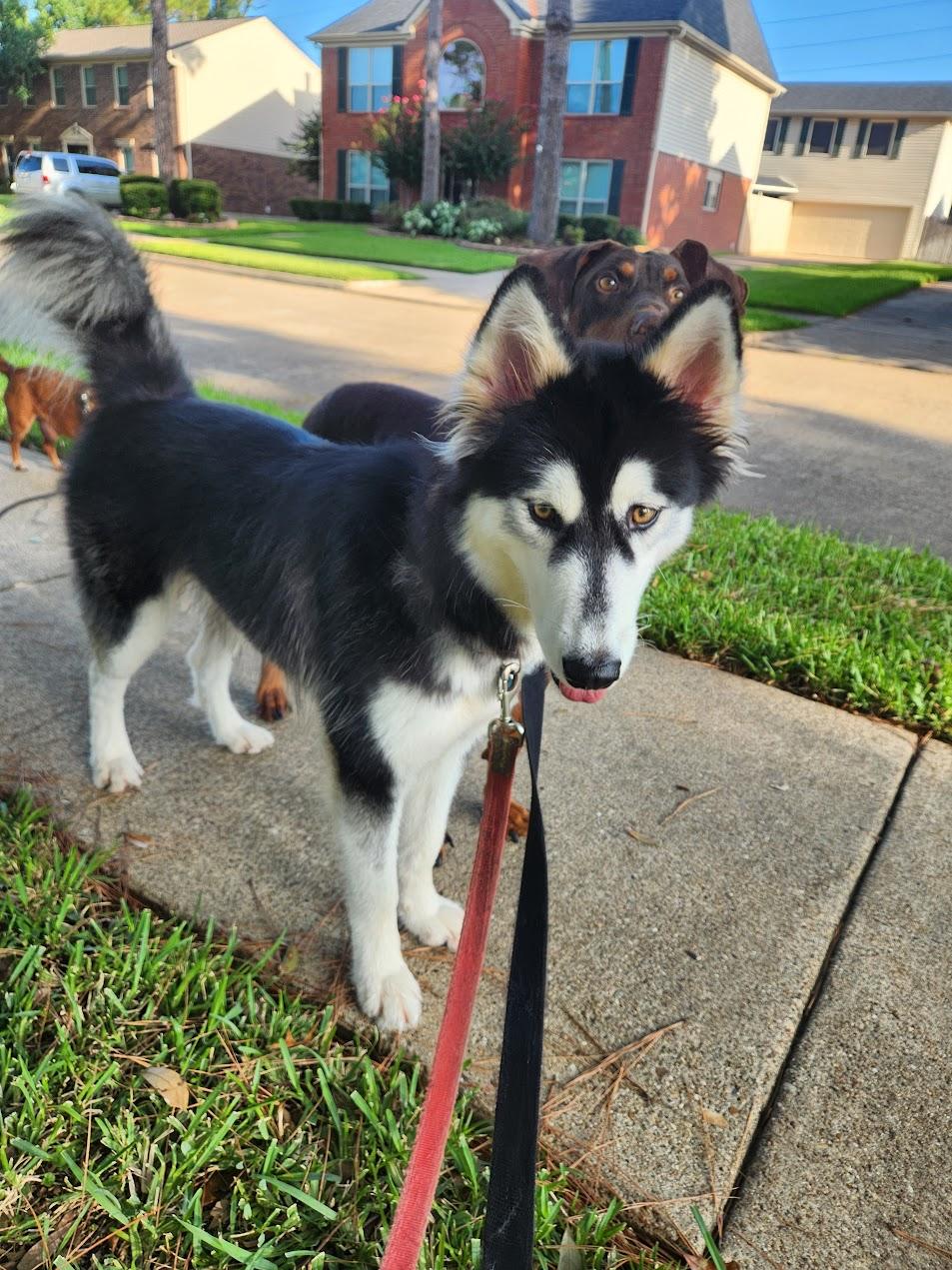 Enlarge Ruby, a Adoptable mixed breed in Houston, TX image 3/5