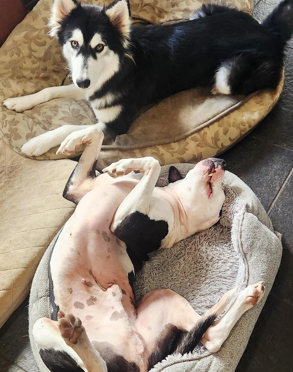 Enlarge Ruby, a Adoptable mixed breed in Houston, TX image 5/5