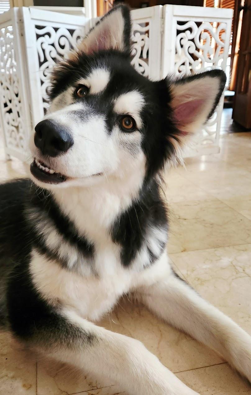 Ruby, Adoptable, Young Female Husky & Shepherd.