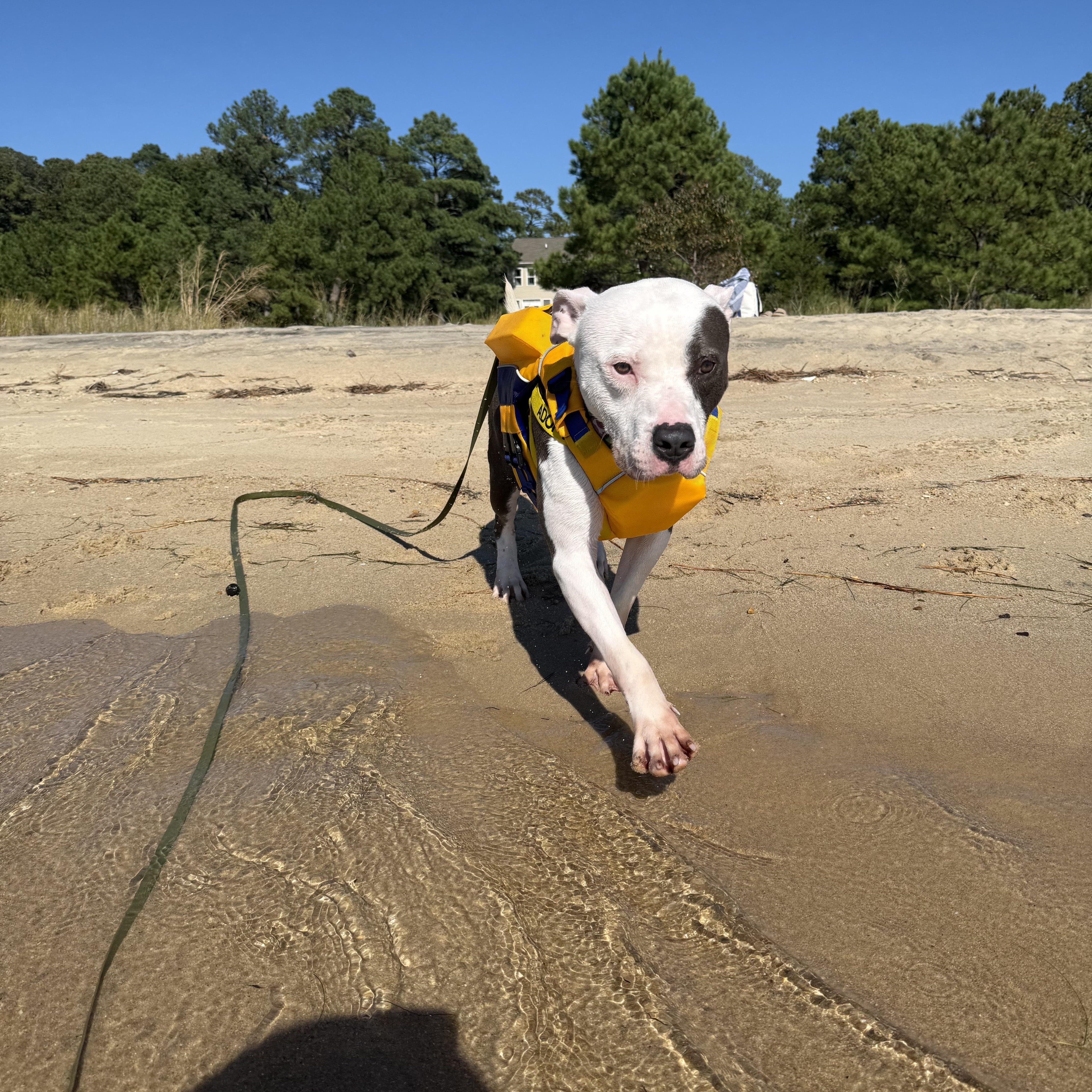 Enlarge Neptune, a Adoptable American Staffordshire Terrier in Saluda, VA image 5/6