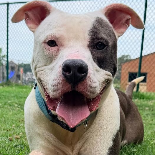 Neptune, Adoptable, Adult Male American Staffordshire Terrier.