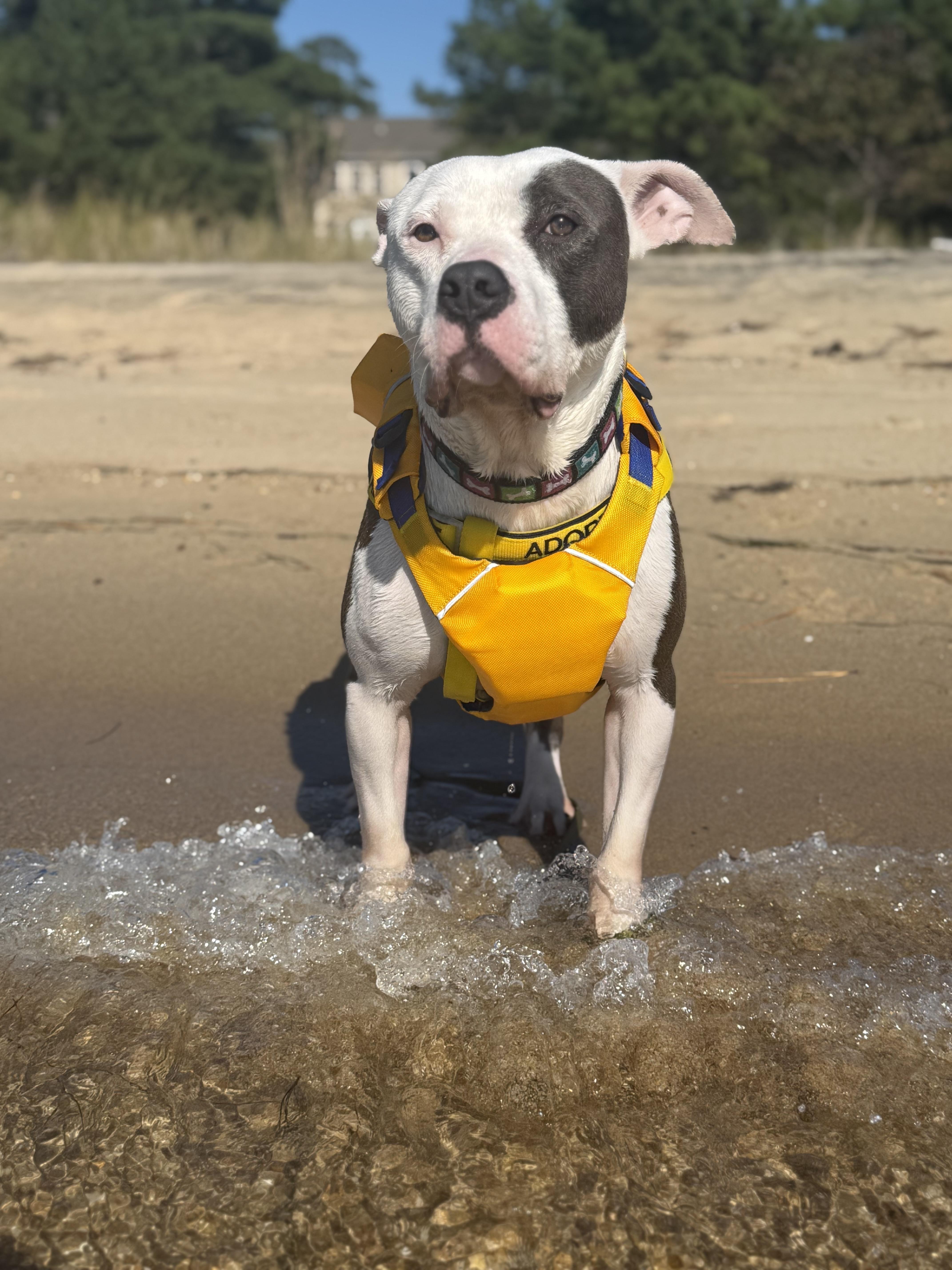 Enlarge Neptune, a Adoptable American Staffordshire Terrier in Saluda, VA image 6/6