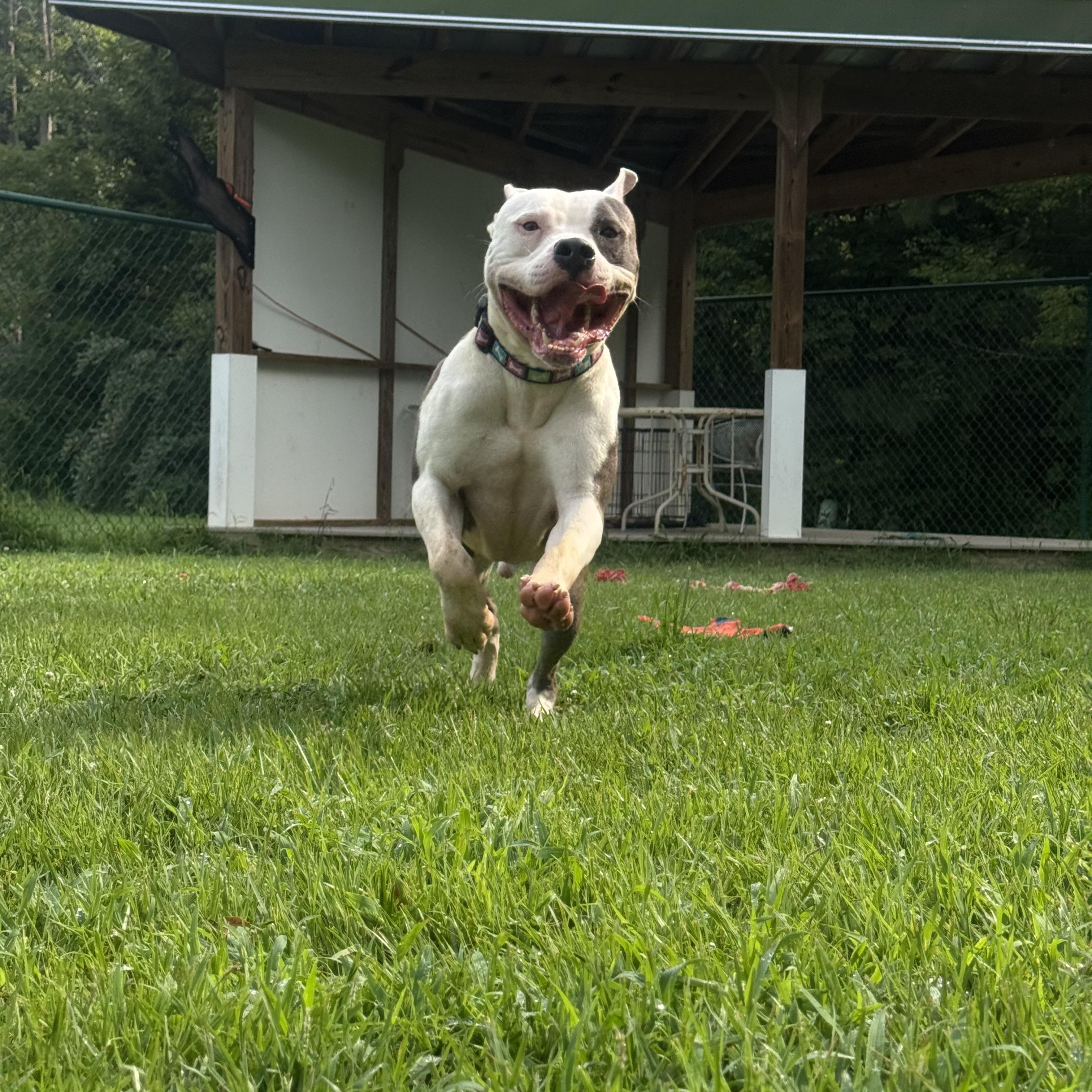 Enlarge Neptune, a Adoptable American Staffordshire Terrier in Saluda, VA image 5/5