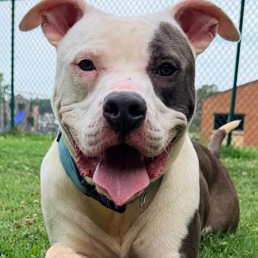 Enlarge Neptune, a Adoptable American Staffordshire Terrier in Saluda, VA image 3/5