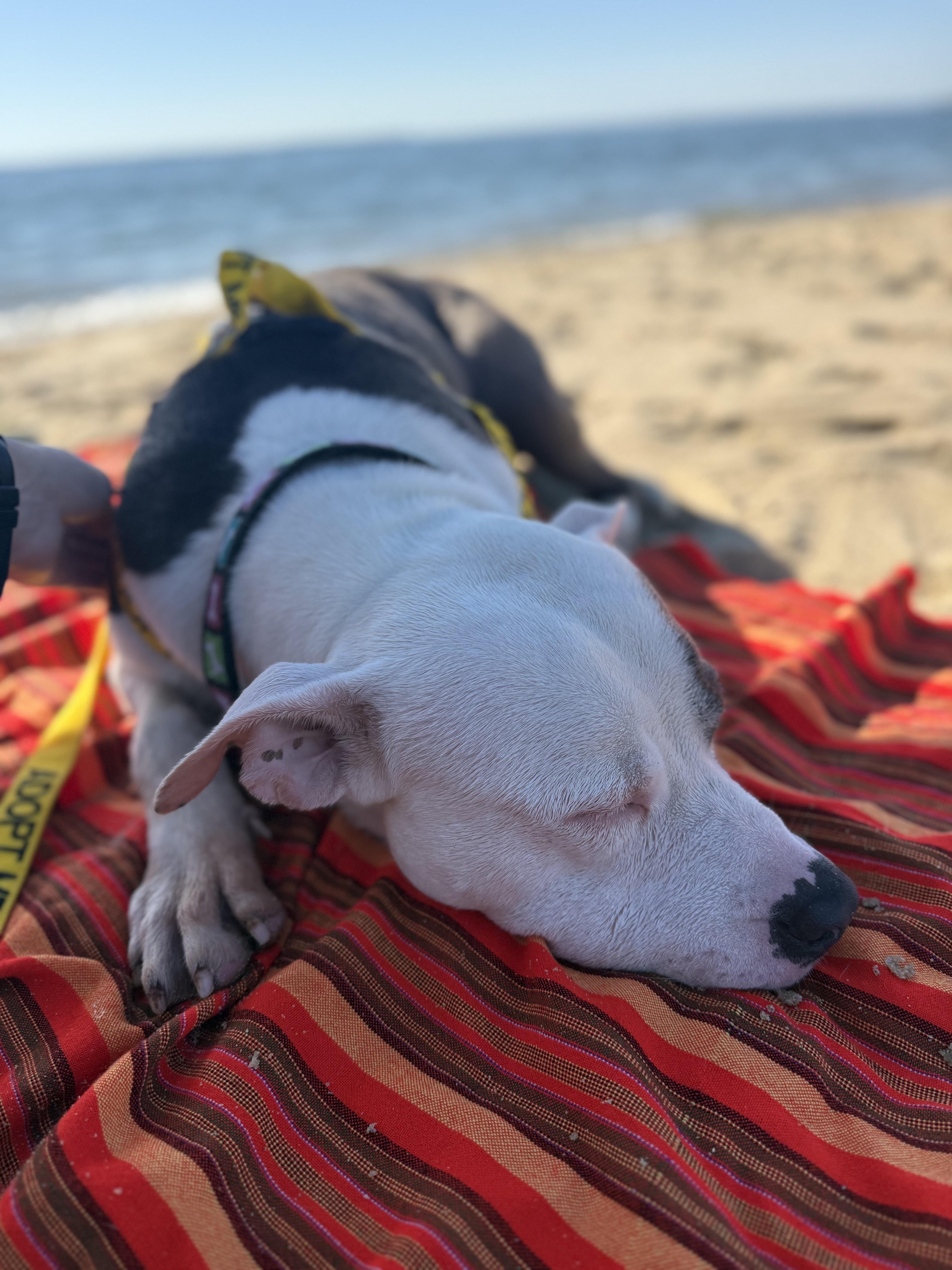 Enlarge Neptune, a Adoptable American Staffordshire Terrier in Saluda, VA image 4/6