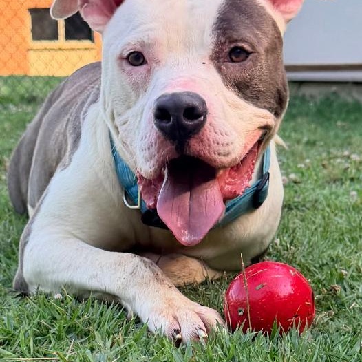 Enlarge Neptune, a Adoptable American Staffordshire Terrier in Saluda, VA image 4/5