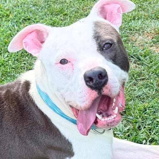 Enlarge Neptune, a Adoptable American Staffordshire Terrier in Saluda, VA image 2/5