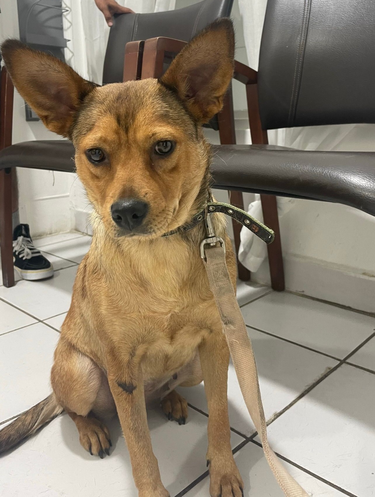 Enlarge Chilly, a Adoptable Feist in San Diego, CA image 3/6