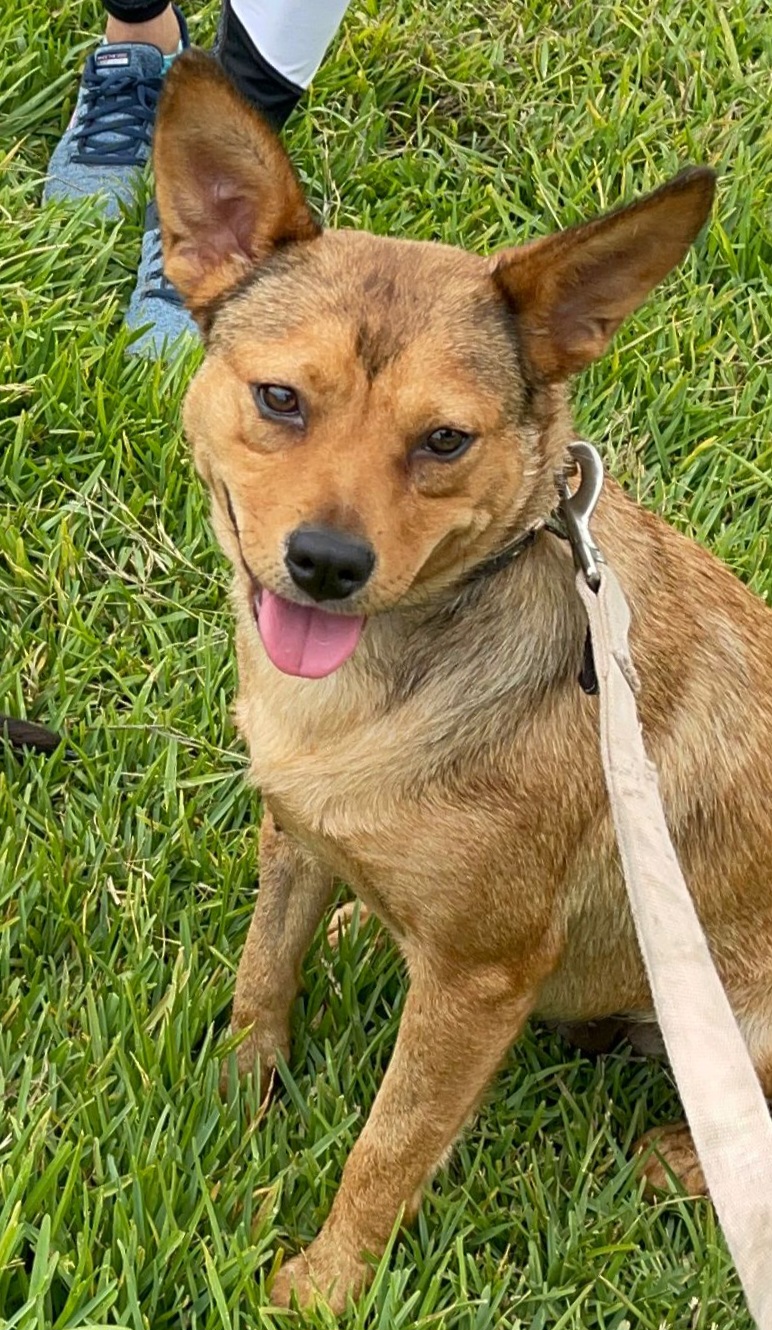 Enlarge Chilly, a Adoptable Feist in San Diego, CA image 2/6