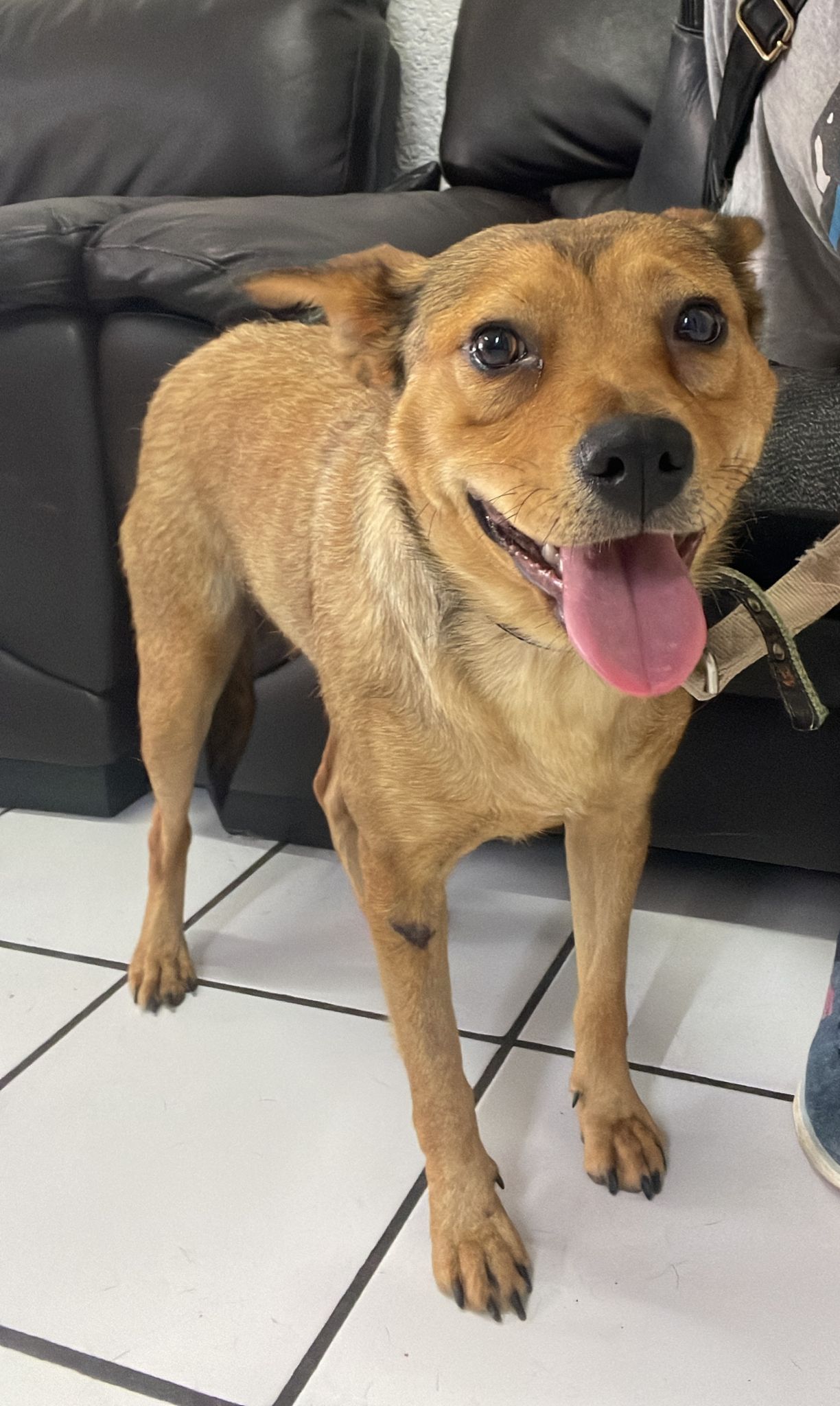 Enlarge Chilly, a Adoptable Feist in San Diego, CA image 1/6