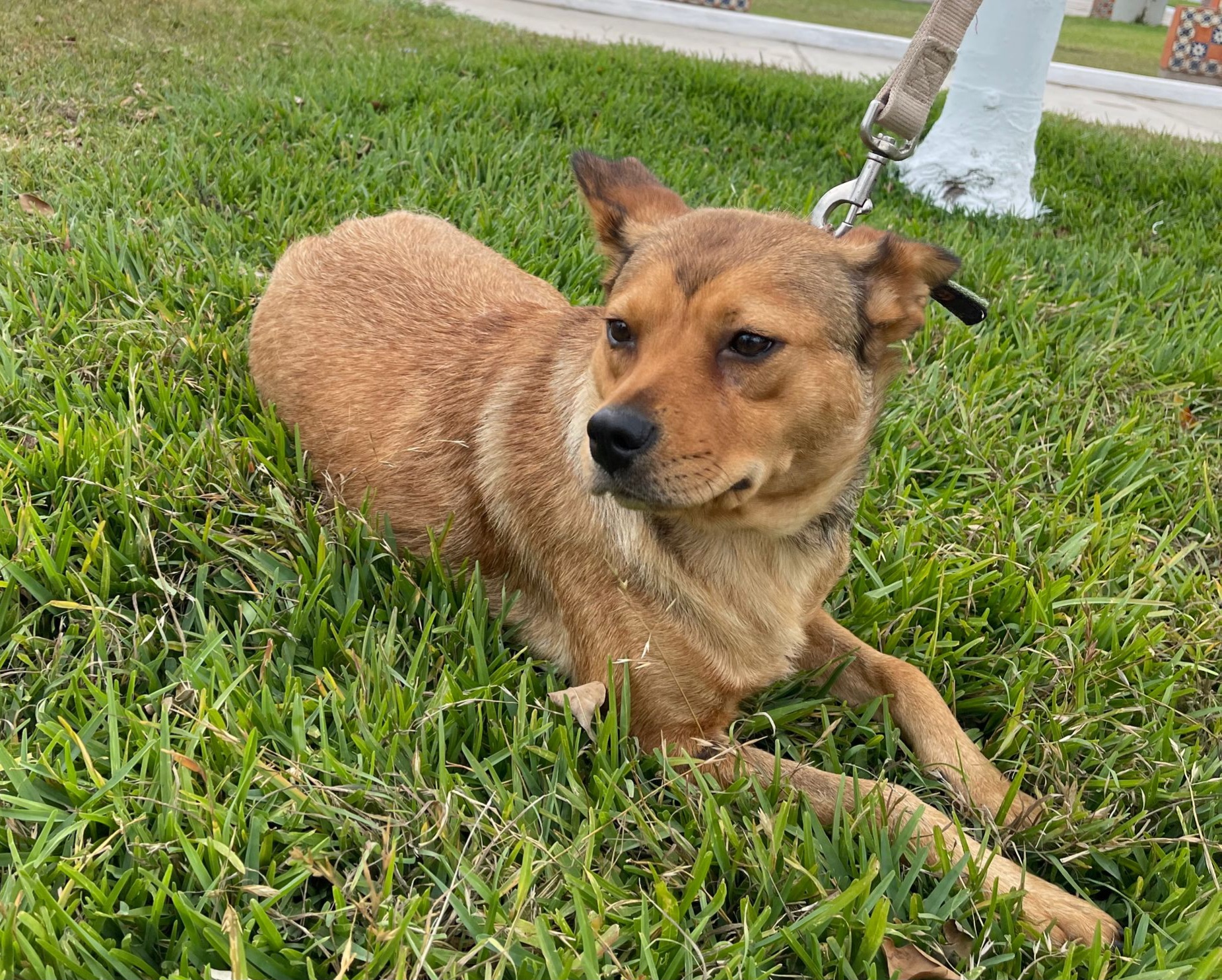 Enlarge Chilly, a Adoptable Feist in San Diego, CA image 6/6