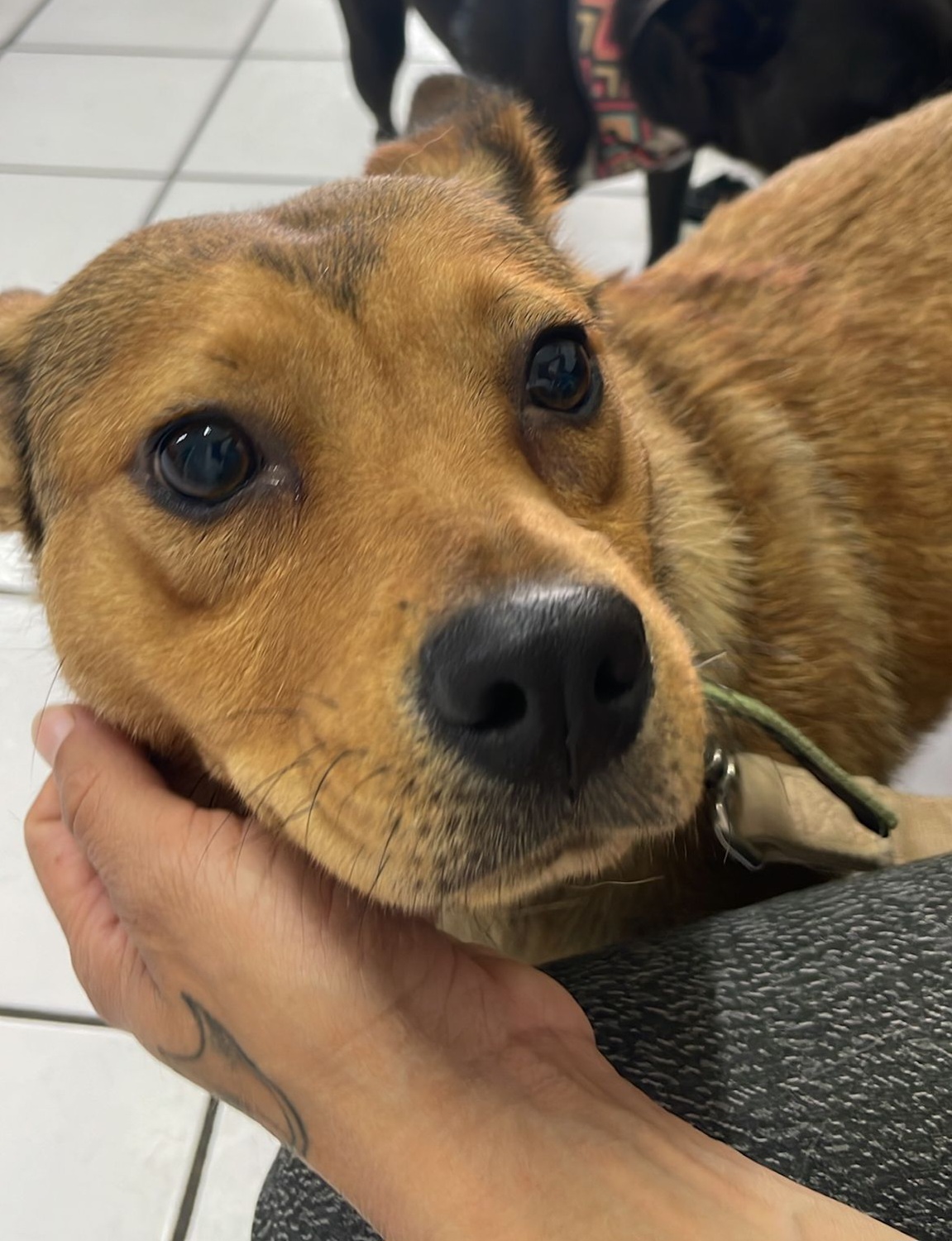 Enlarge Chilly, a Adoptable Feist in San Diego, CA image 4/6