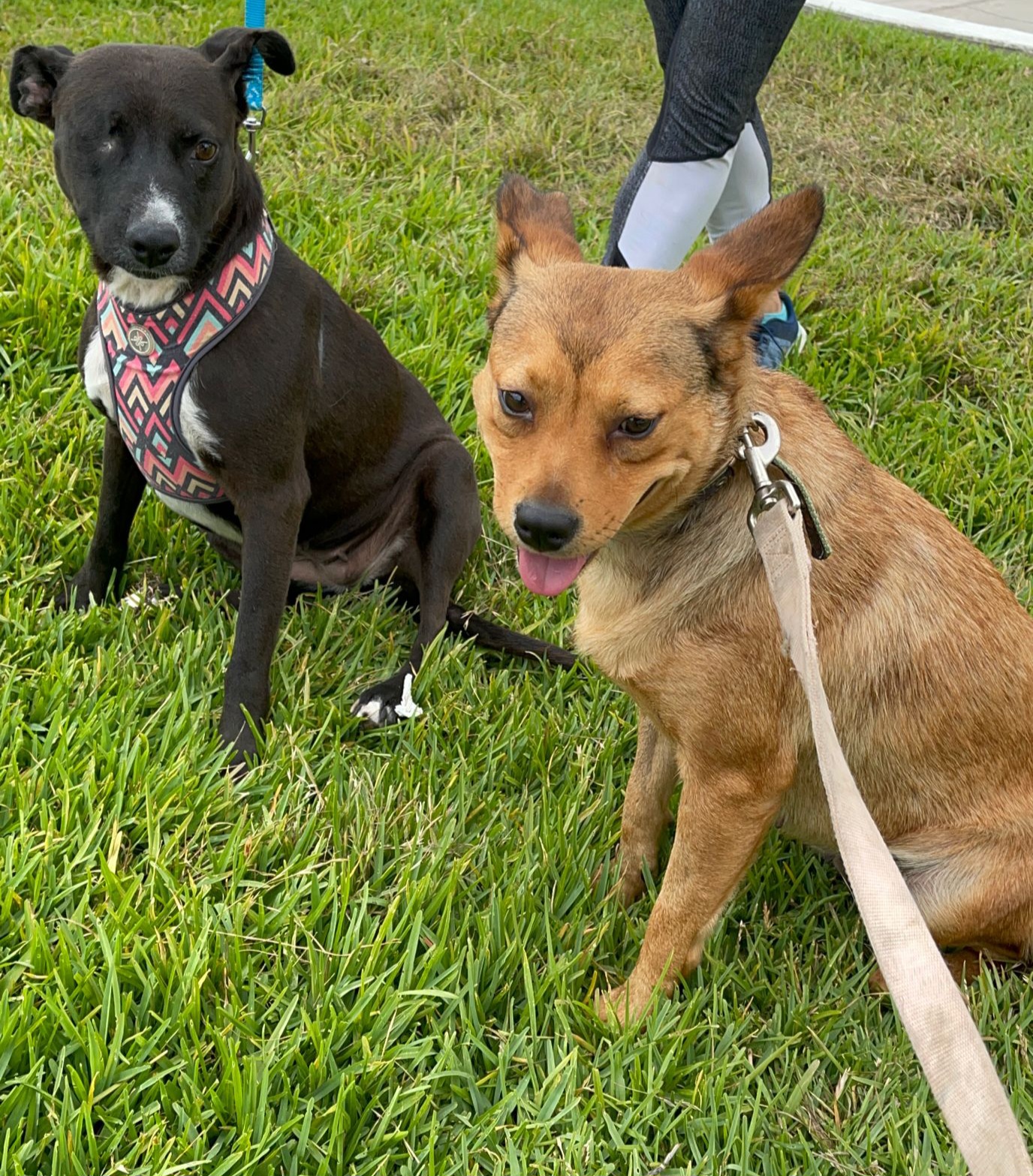 Enlarge Chilly, a Adoptable Feist in San Diego, CA image 5/6