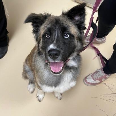 Pepper, Adoptable, Young Female Mixed Breed & Mixed Breed.