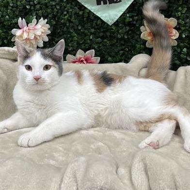 Enlarge Cupcake, a Adoptable Domestic Short Hair in Saskatoon, SK image 1/1