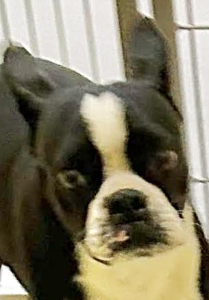 Beau