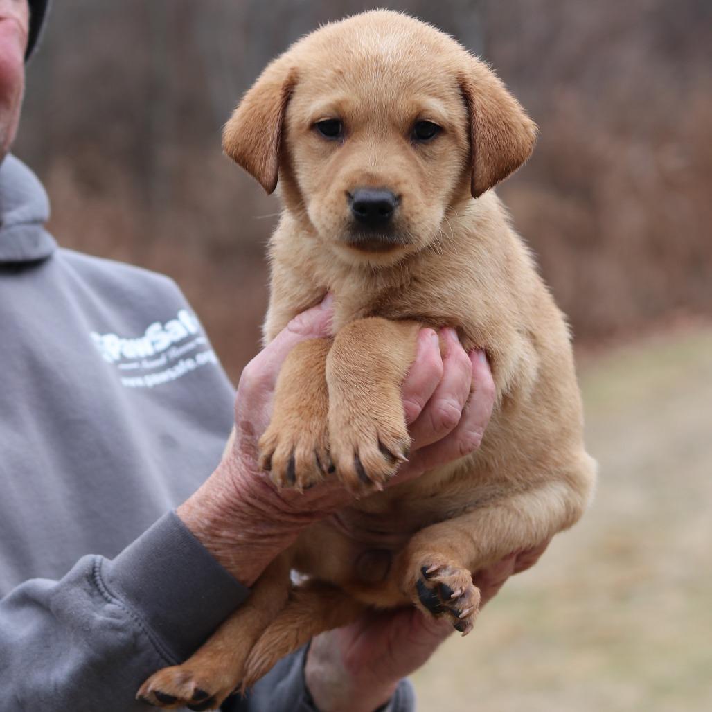 CT Ginger avail Dec 21 (Cropley's Garden- Bolton, CT), Adoptable, Puppy Female Golden Retriever & Labrador Retriever.