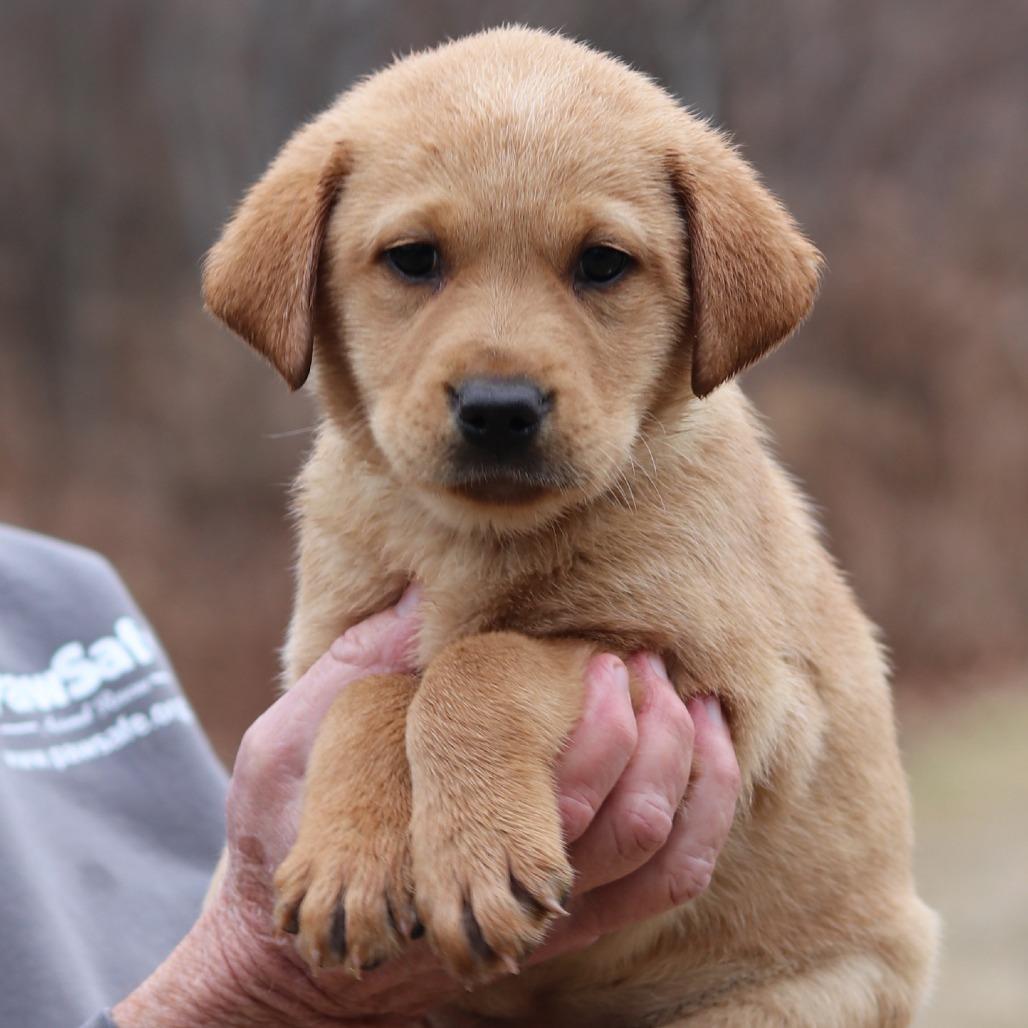 Enlarge CT Ginger avail Dec 21 (Cropley's Garden- Bolton, CT), a Adoptable mixed breed in Eastford, CT image 2/4