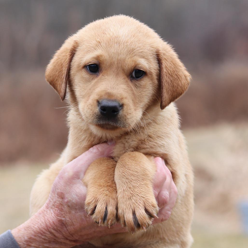 Enlarge CT Ginger avail Dec 21 (Cropley's Garden- Bolton, CT), a Adoptable mixed breed in Eastford, CT image 3/4