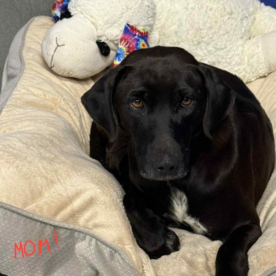 Enlarge CT Ginger avail Dec 21 (Cropley's Garden- Bolton, CT), a Adoptable mixed breed in Eastford, CT image 4/4