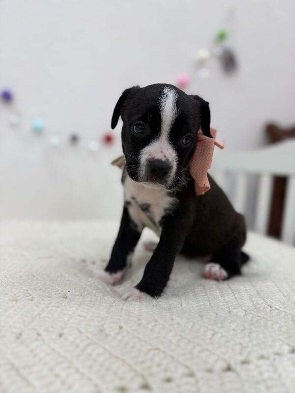 Bunny Love — thumbnail 4