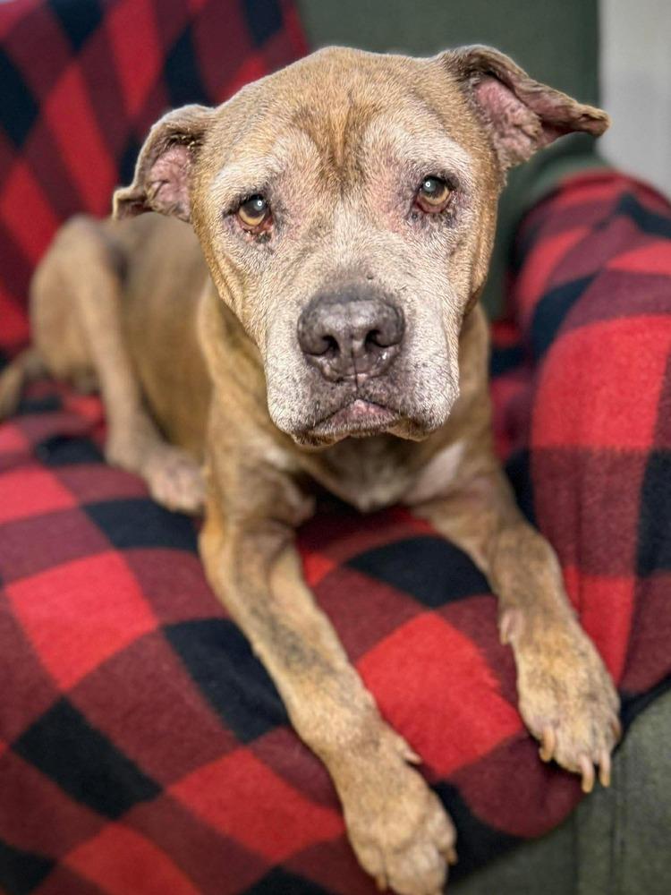 Enlarge Duchess, a Adoptable mixed breed in Alden, NY image 1/2