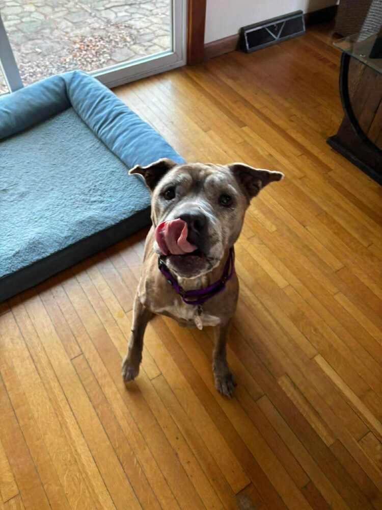 Enlarge Duchess, a Adoptable mixed breed in Alden, NY image 2/2