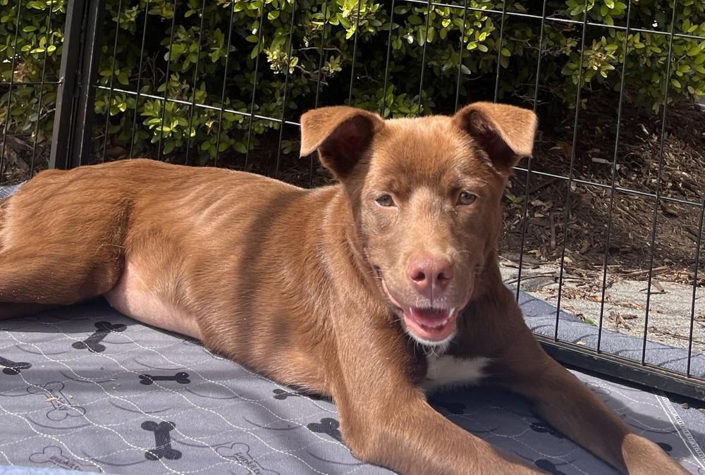 Reba, Adoptable, Puppy Female Mixed Breed.