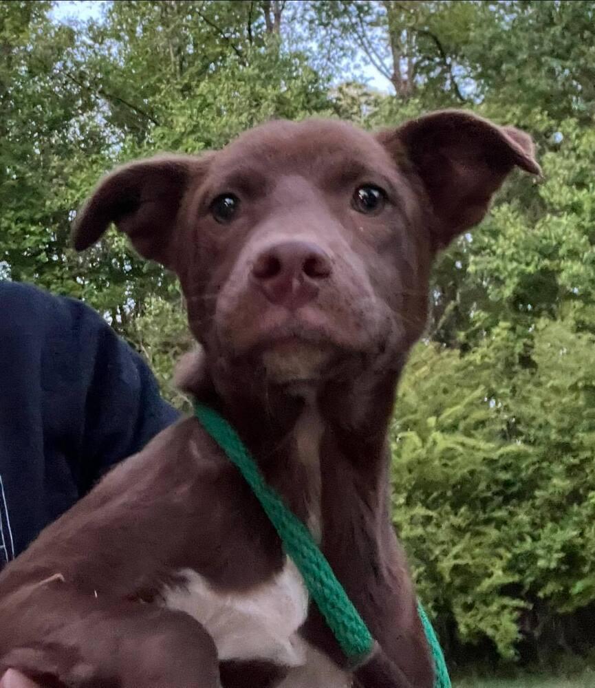 Enlarge Reba, a Adoptable mixed breed in Acworth, GA image 2/5