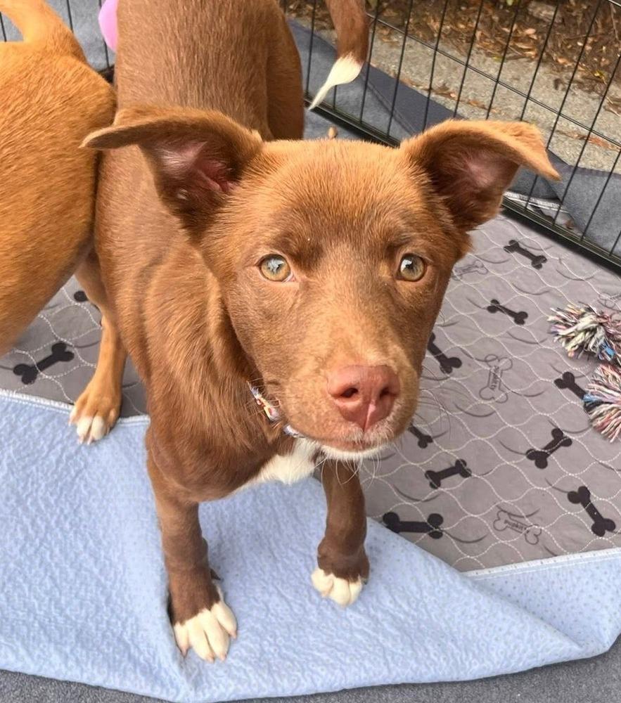 Enlarge Reba, a Adoptable mixed breed in Acworth, GA image 3/5