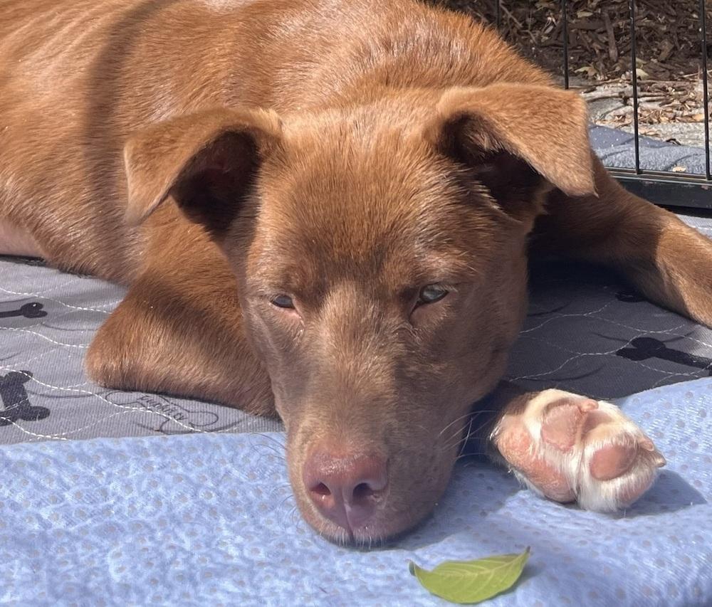 Enlarge Reba, a Adoptable mixed breed in Acworth, GA image 5/5