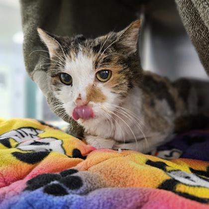 Meemaw, Adoptable, Senior Female Domestic Short Hair & Domestic Short Hair.