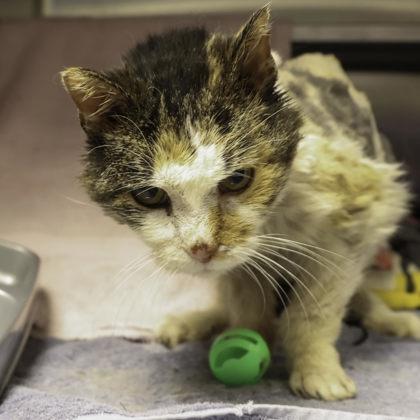 Enlarge Meemaw, a Adoptable mixed breed in Madison, WI image 2/3