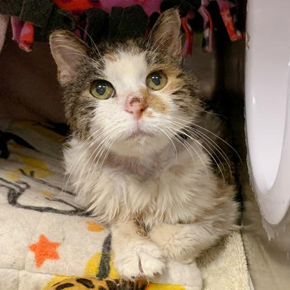 Enlarge Meemaw, a Adoptable mixed breed in Madison, WI image 3/3