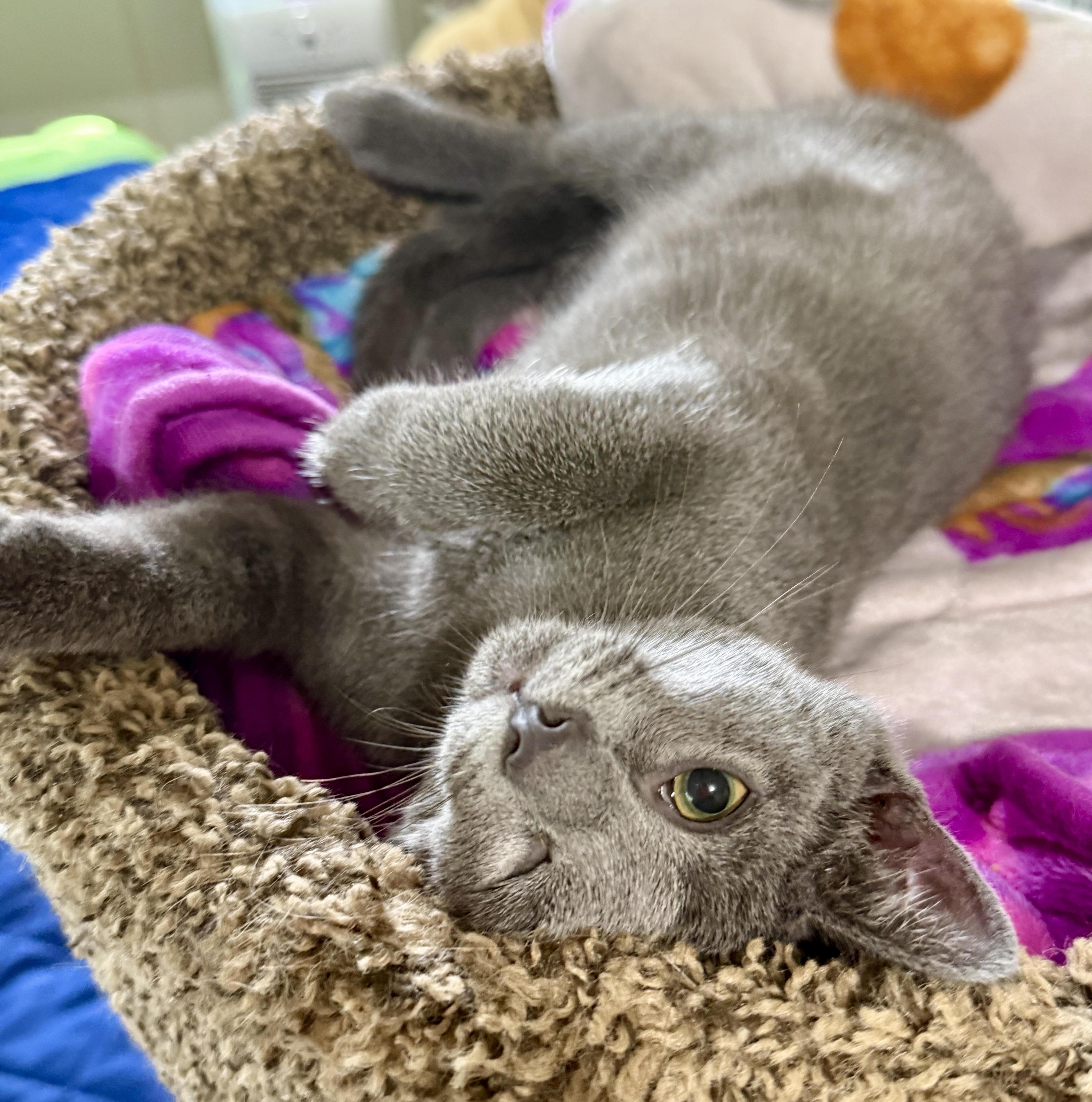 Bogie, a Adoptable Domestic Short Hair in Ashland, OH image 4/5