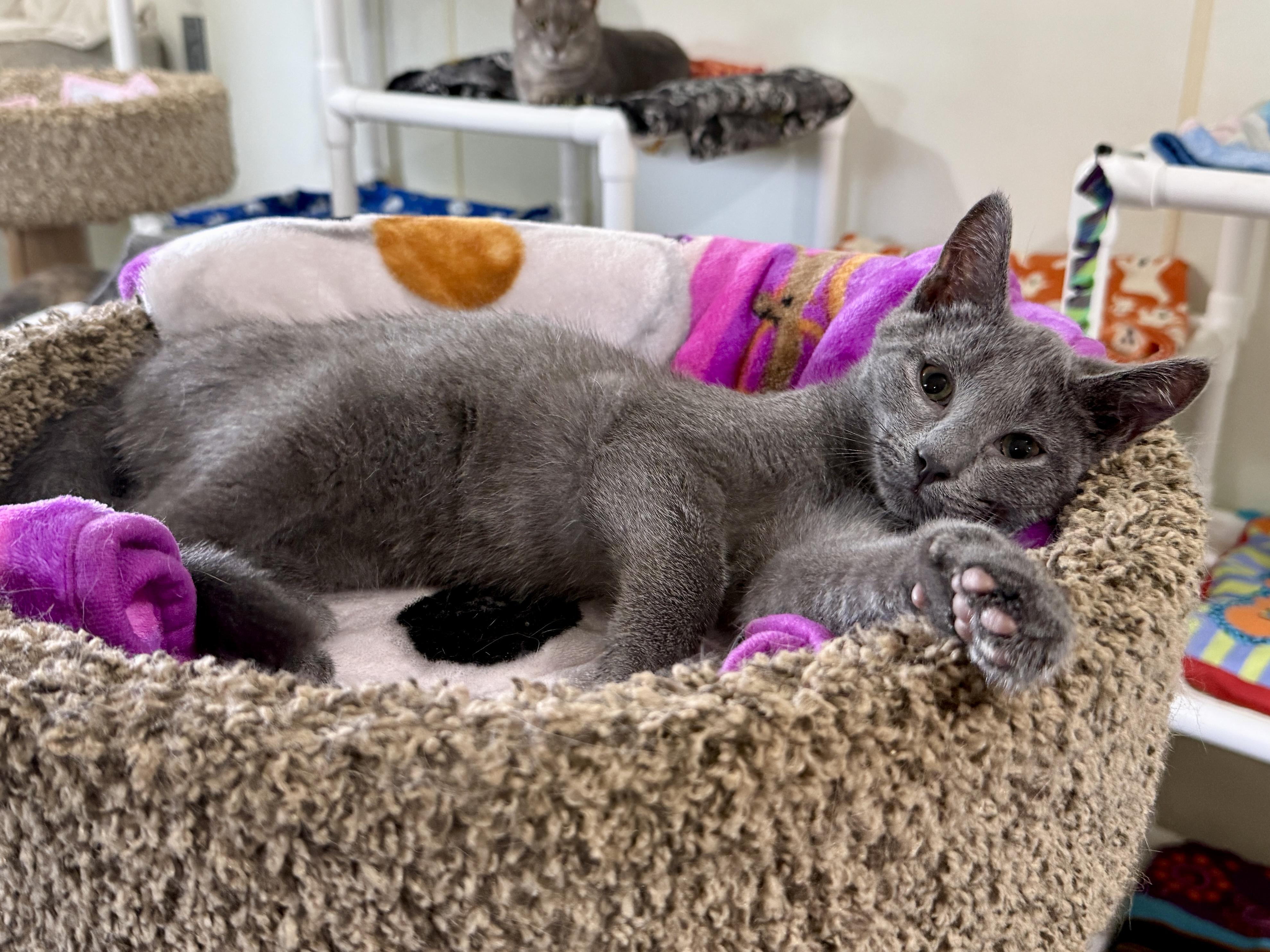 Bogie, Adoptable, Kitten Male Domestic Short Hair.