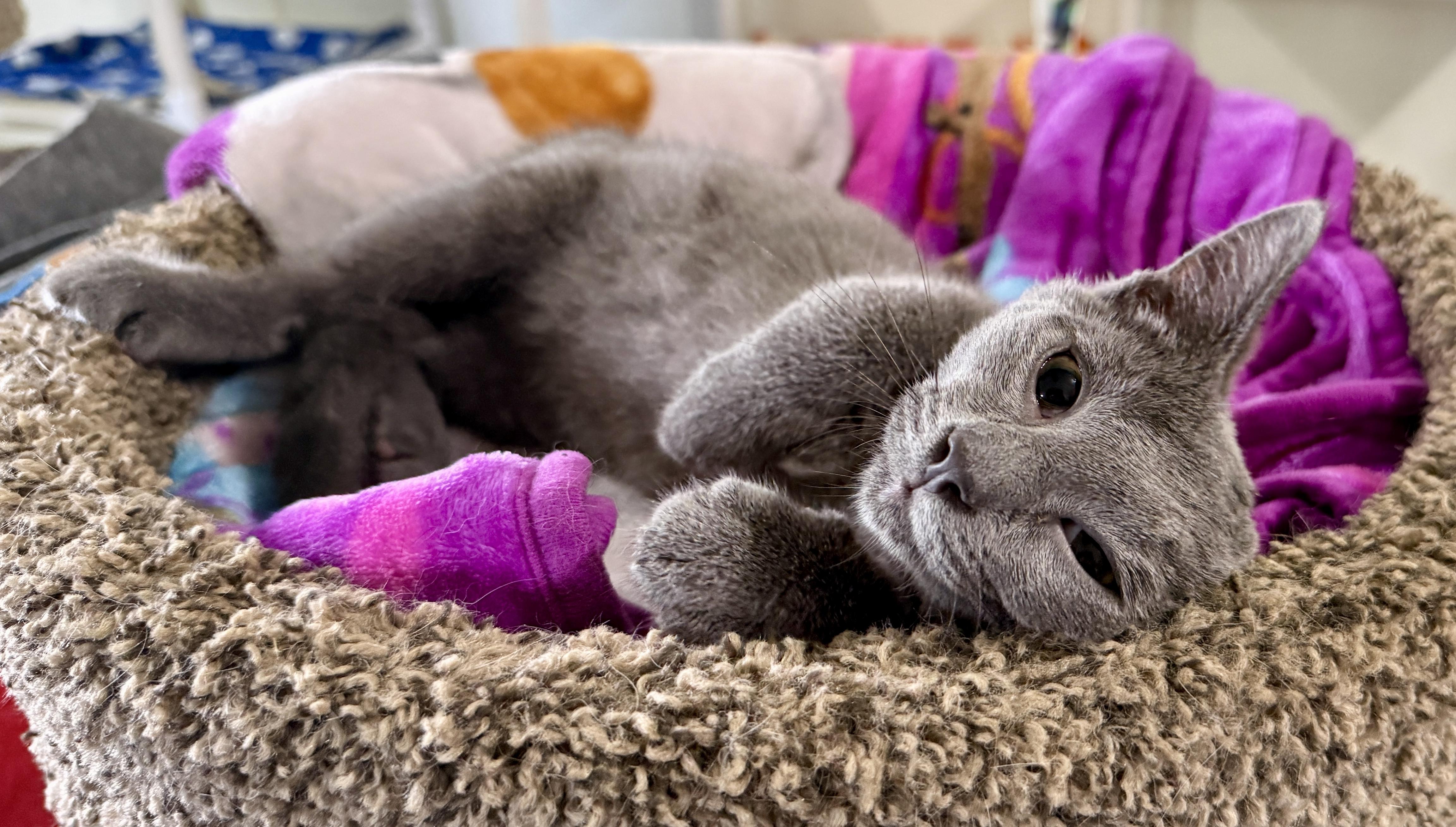 Bogie, a Adoptable Domestic Short Hair in Ashland, OH image 2/5