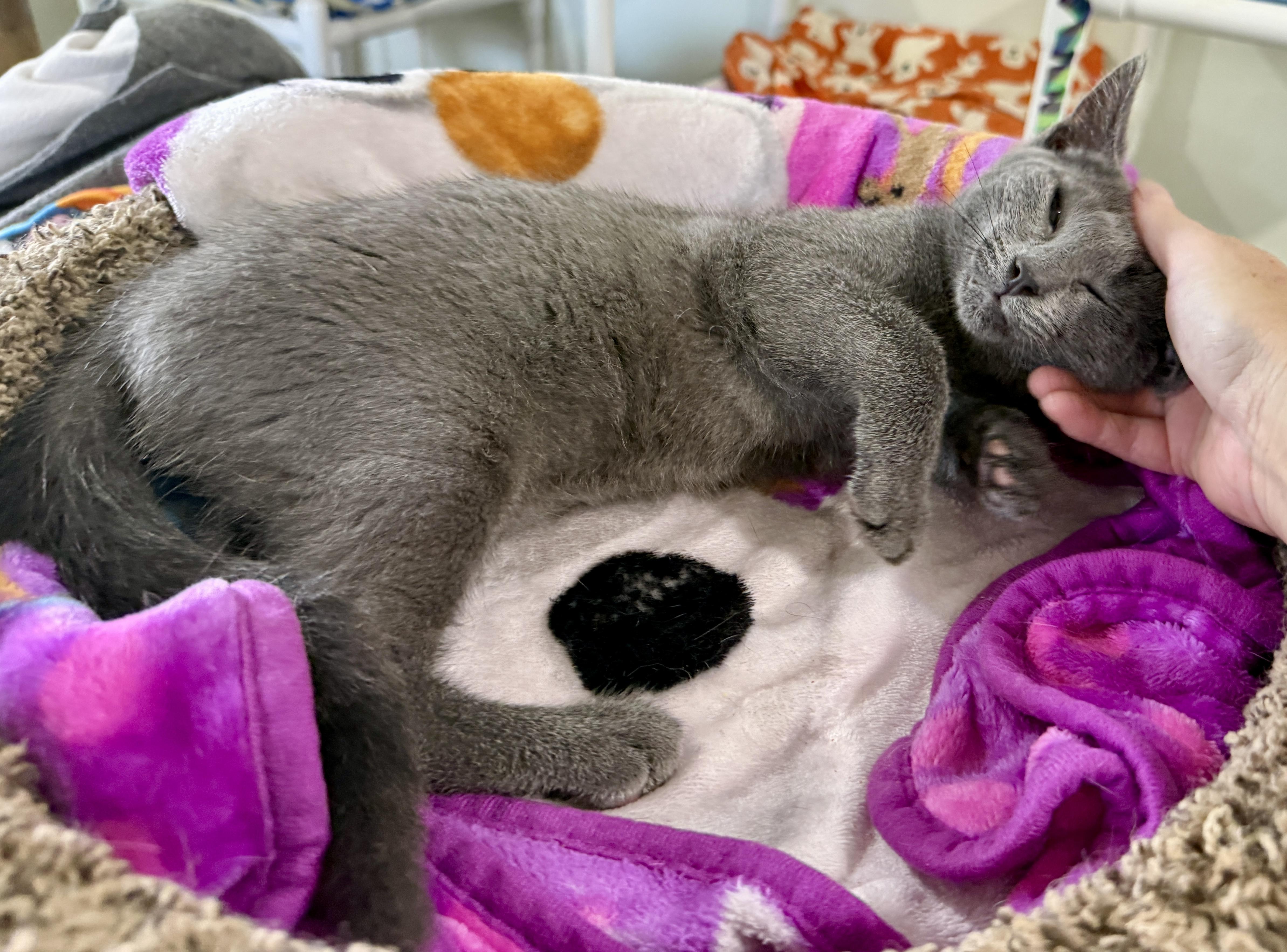 Bogie, a Adoptable Domestic Short Hair in Ashland, OH image 5/5